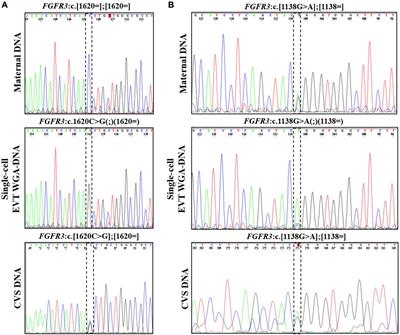 Clinical interpretation of cell-based non-invasive prenatal testing for monogenic disorders including repeat expansion disorders: potentials and pitfalls